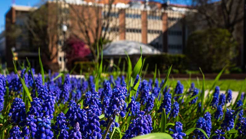 close of of flowers in front of a campus building exterior